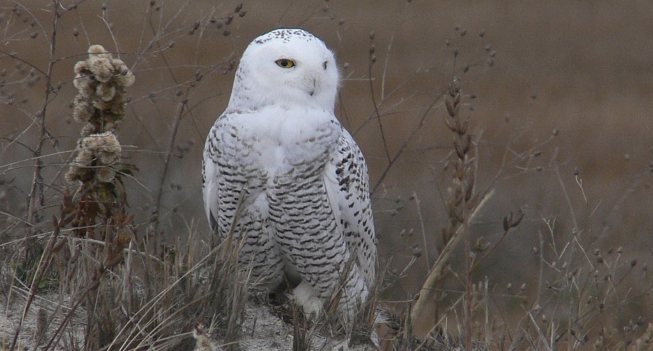 Snowy Owls on Plum Island