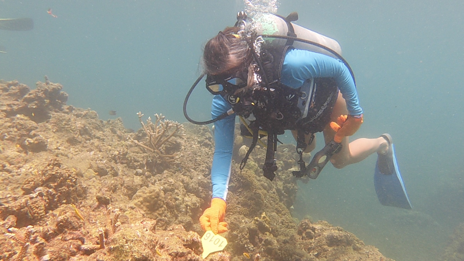 How I Became a Reef Rescuer