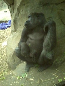 zoo_gorilla_3c0d3