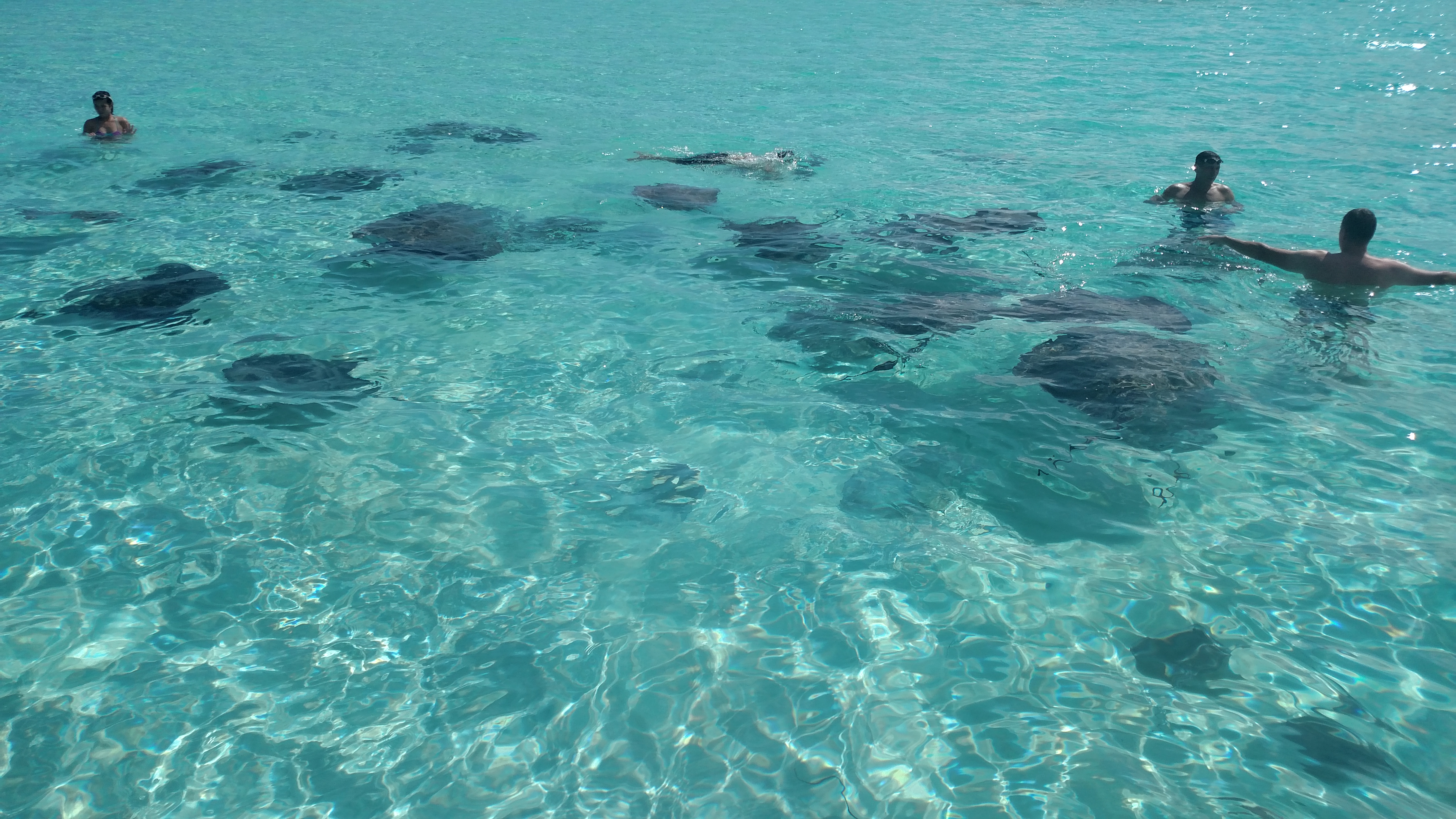 Stingray City
