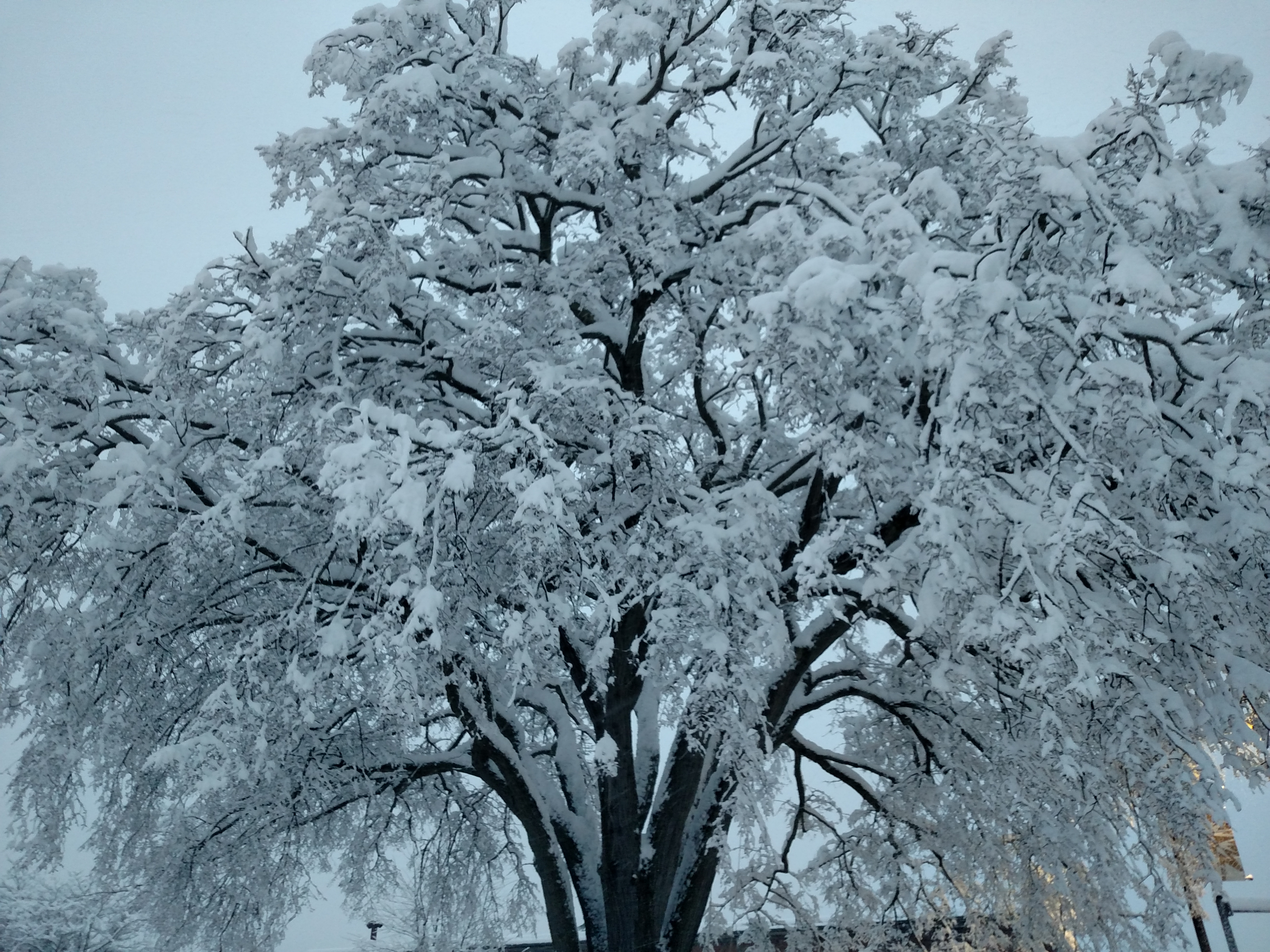 Snowy Tree