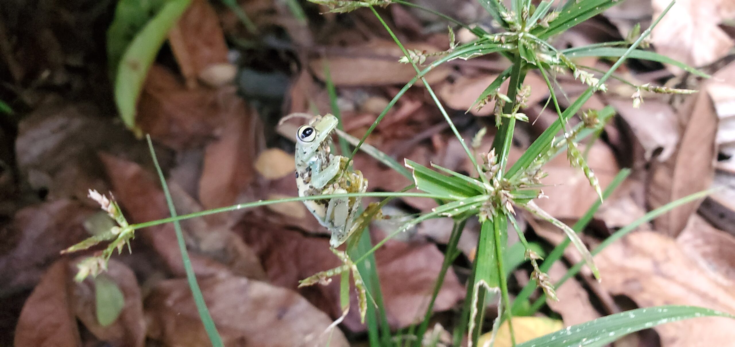 Frogs are Singing
