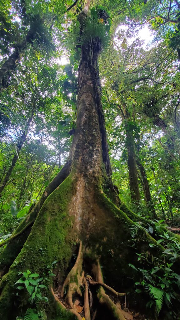 Misty mountain majesty at the Santa Elena Cloud Forest Reserve