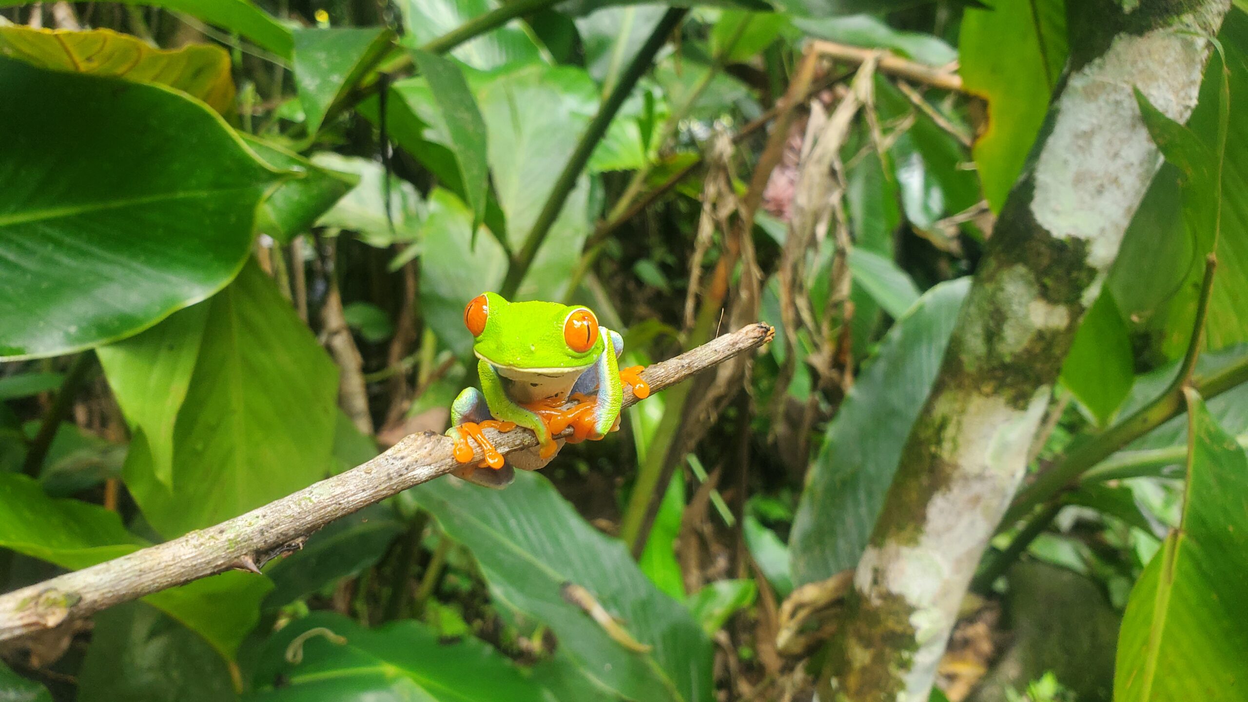 Connected in Costa Rica