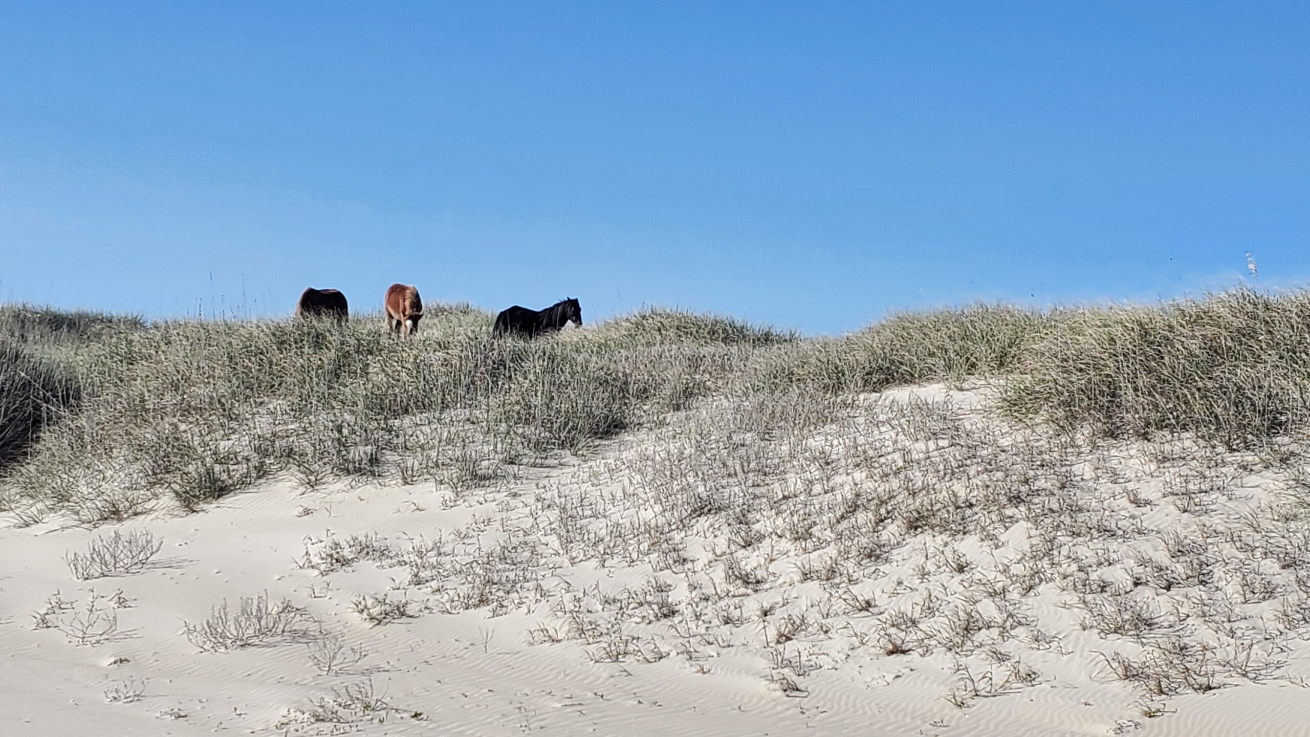 Wild Mustangs on the Beach