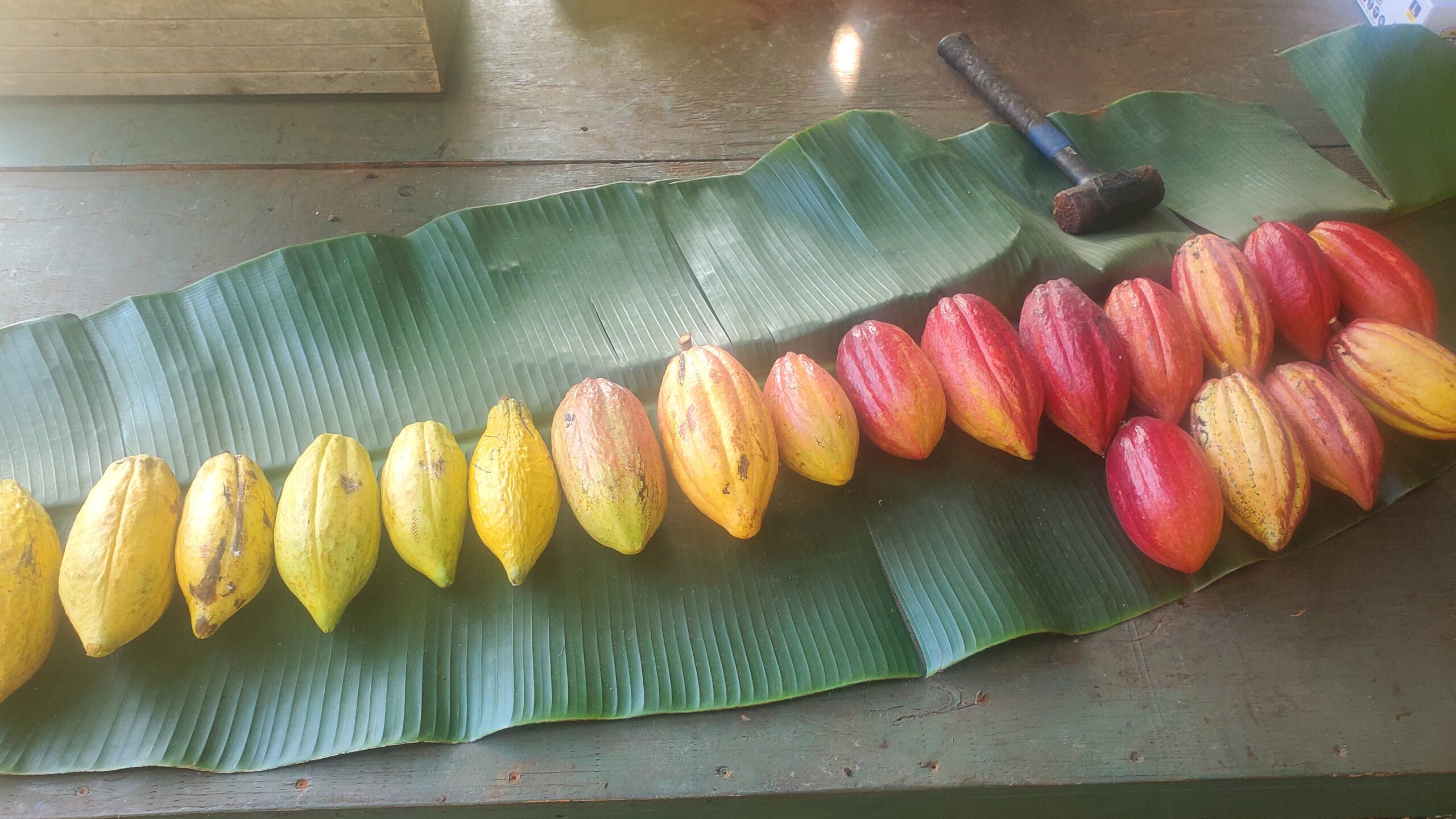 Where Food Comes From