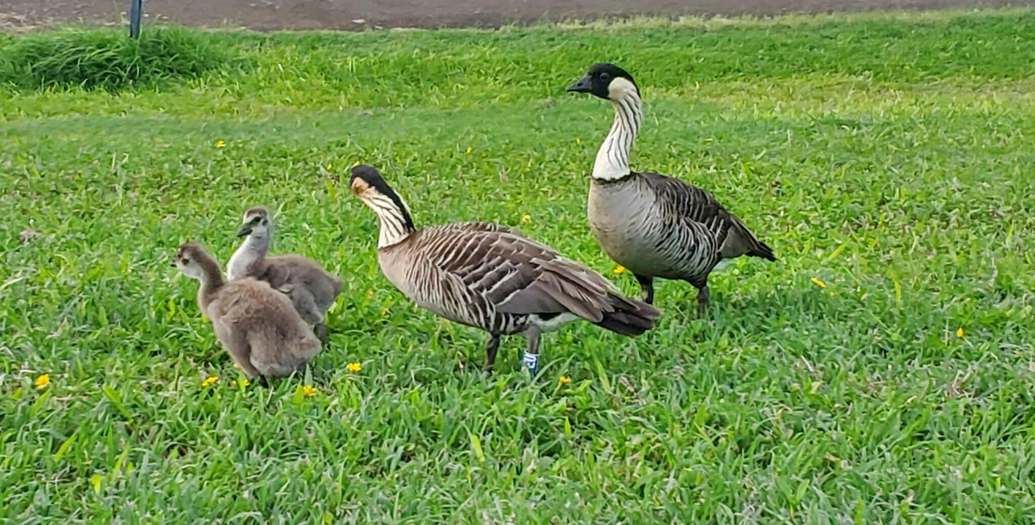Birding at Makai Golf Course