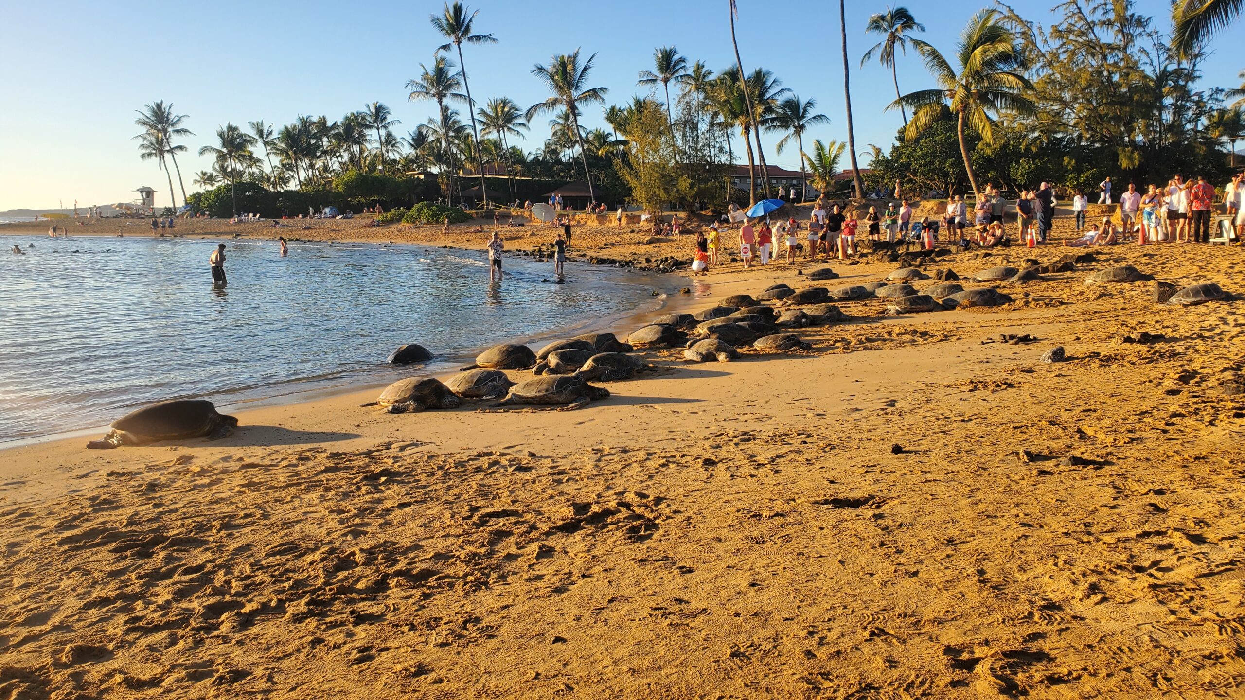 Sea Turtles of Poʻipū Beach